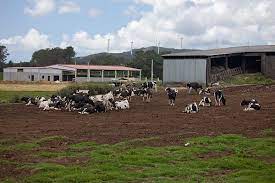 O Concello de Frades bonifica o 95% do IBI a 200 explotacións agrarias ou gandeiras do municipio